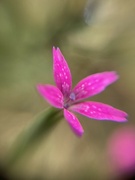 5th Aug 2022 - Tiny flower