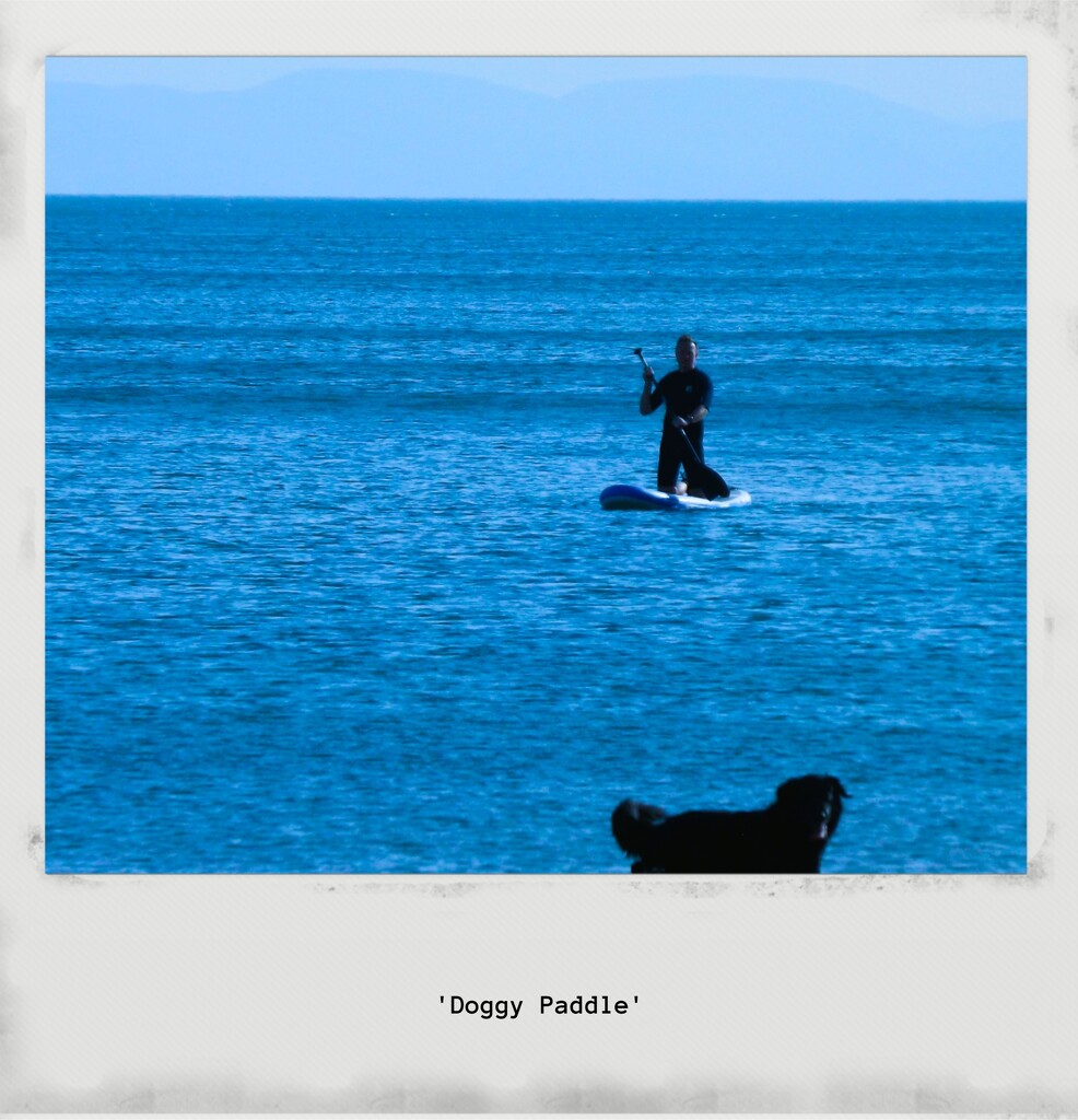 Doggy Paddle by ajisaac