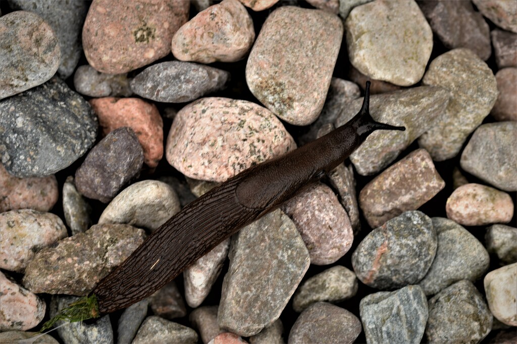 slug and gravel by christophercox