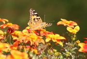 8th Aug 2022 - Painted Lady
