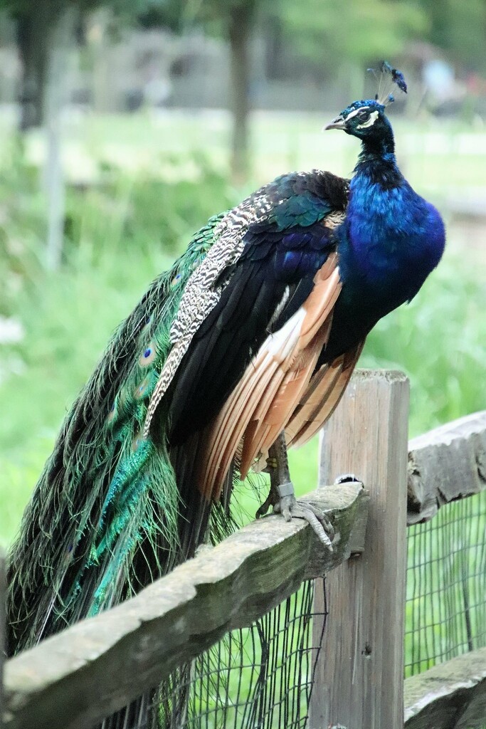Colorful Peacock by randy23