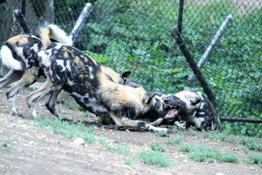 Playful African Painted Dogs by randy23