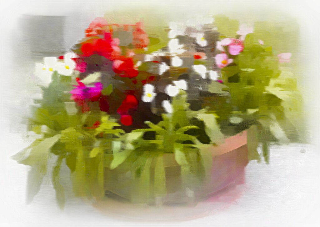 Abstract - 8 - A bowl of begonias  by beryl