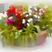 Abstract - 8 - A bowl of begonias  by beryl