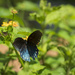 Pipeline Swallowtail by kvphoto