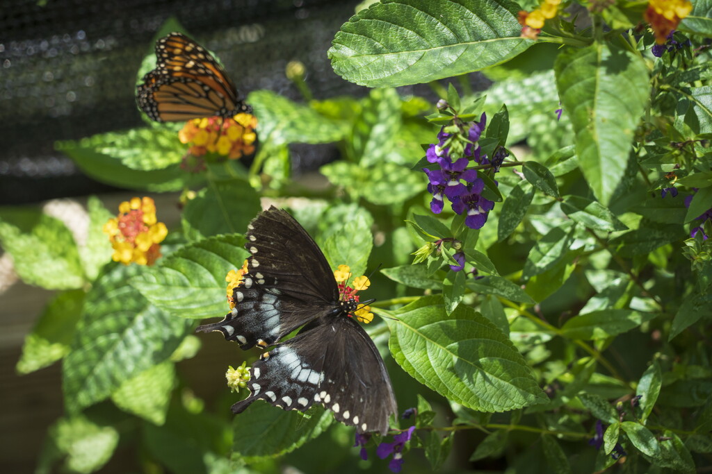 Spicebush Swallowtail & Monarch by kvphoto