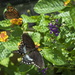 Spicebush Swallowtail & Monarch by kvphoto