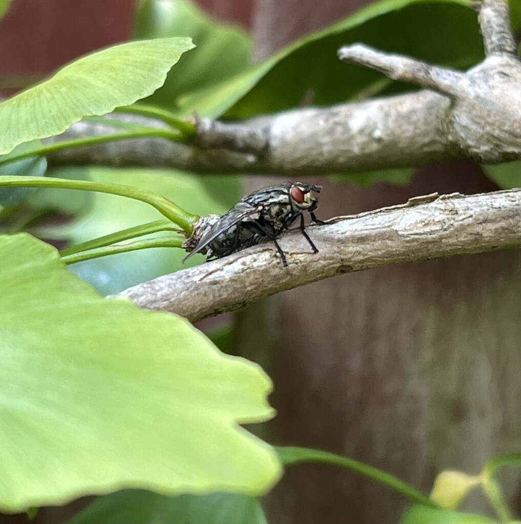Common Flesh Fly by tinley23
