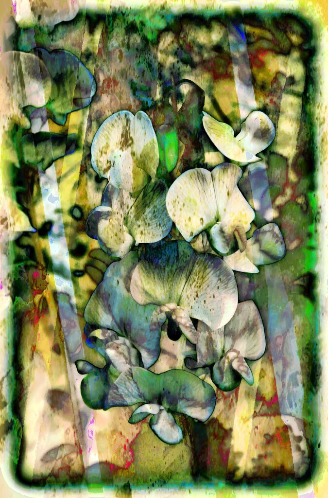 Abstract -9 Sweet-peas  by beryl
