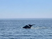 6th Aug 2022 - Whale Watching 