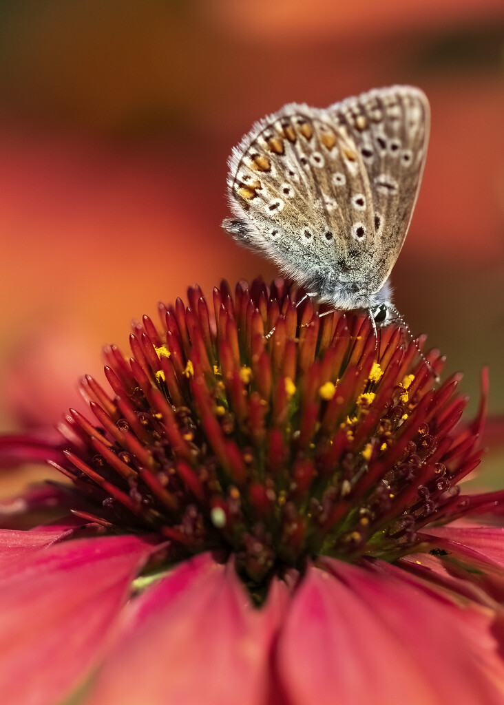 Common Blue Butterfly on Echinacea by shepherdmanswife