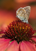 8th Aug 2022 - Common Blue Butterfly on Echinacea
