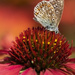 Common Blue Butterfly on Echinacea