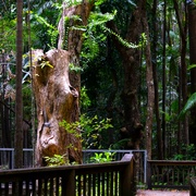 9th Aug 2022 -  A Walk Through The Rain Forest ~ 