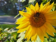 5th Aug 2022 - The Pollinator!