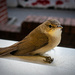‘Little Birdy’ by gavj