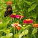 Black Swallowtail in the zinnias
