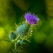Thistle on 365 Project
