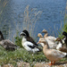 Lotsa Ducks! by bjywamer