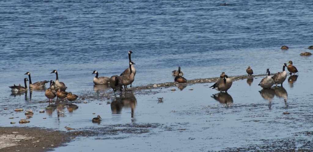 Lots Of Geese, A Few Ducks, And Several Shore Birds by bjywamer