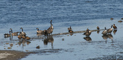 4th Aug 2022 - Lots Of Geese, A Few Ducks, And Several Shore Birds