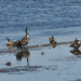 Lots Of Geese, A Few Ducks, And Several Shore Birds by bjywamer