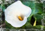 9th Aug 2022 - Arum Lily 