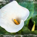 Arum Lily 