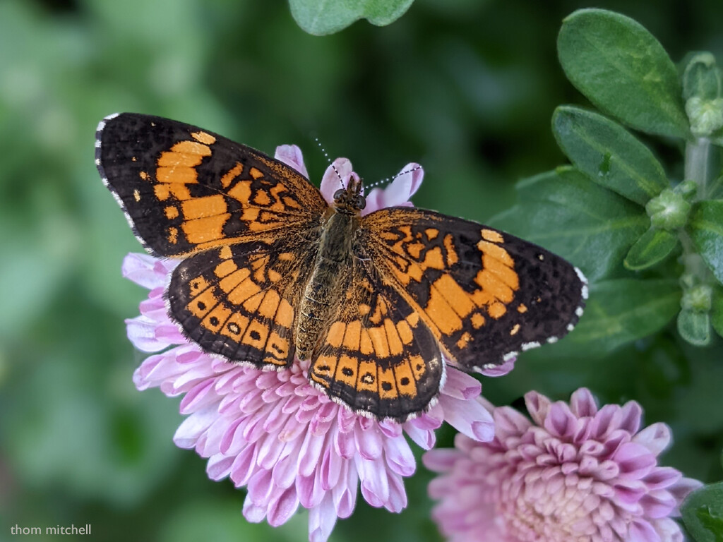 Silvery Checkerspot [Filler]  by rhoing