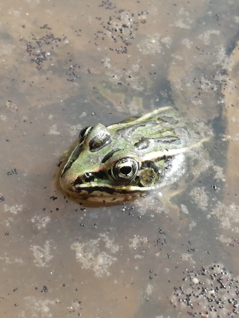 Northern Leopard Frog  by princessicajessica