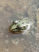 7th Aug 2022 - Northern Leopard Frog 