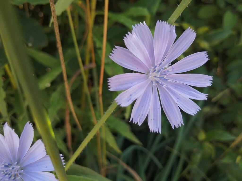 Chicory Flower by princessicajessica