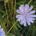 Chicory Flower by princessicajessica