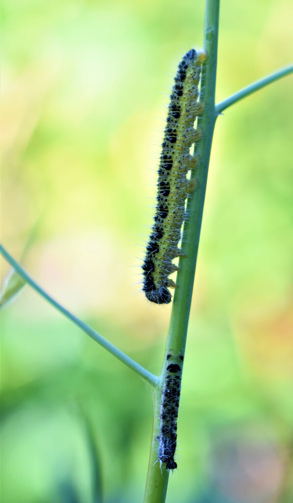 Little and large caterpillar friends? by anitaw