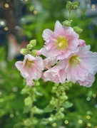 9th Aug 2022 - And Queen Hollyhocks