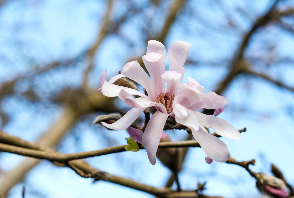 Blue skies and a pink magnolia  by brigette