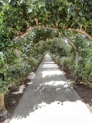 9th Aug 2022 - The Apple Arch....