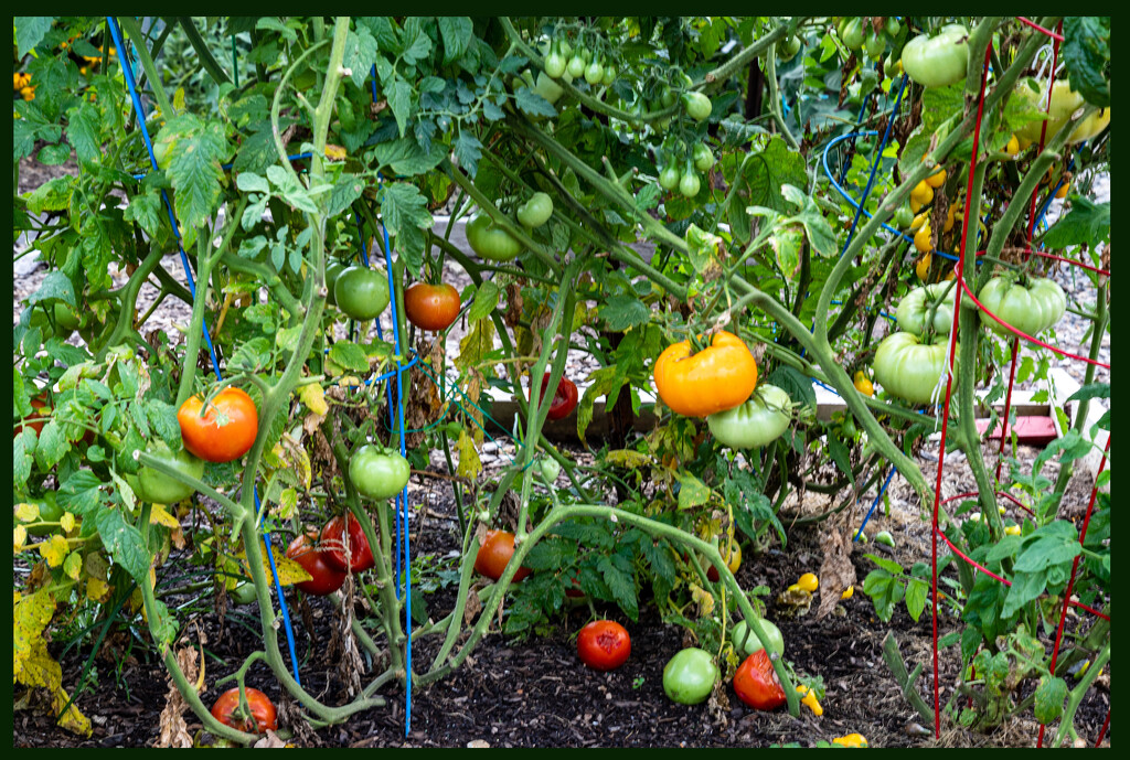 Tomato Season by hjbenson
