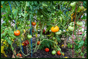 8th Aug 2022 - Tomato Season