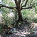Dried up stream (aka Duloe brook) by busylady