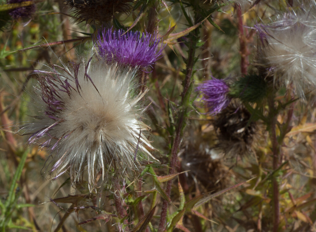Thistle seedhead by busylady