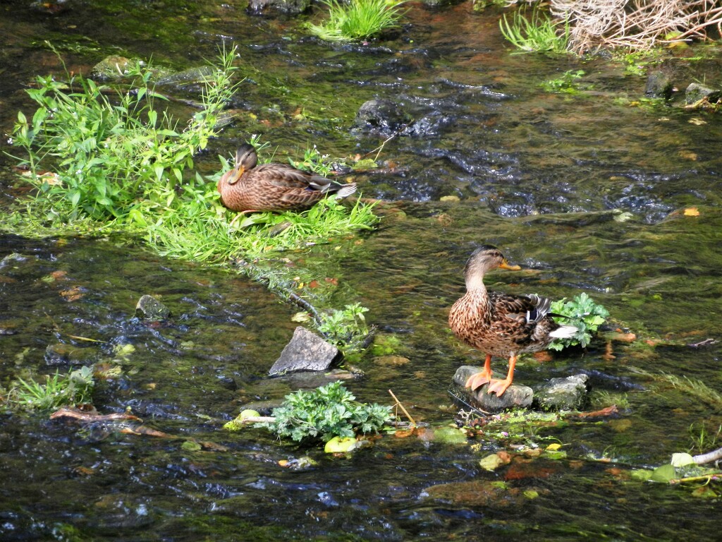 Two little duckies by jenbo