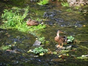 9th Aug 2022 - Two little duckies