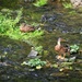 Two little duckies