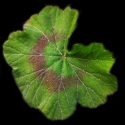 9th Aug 2022 - Geranium Leaf