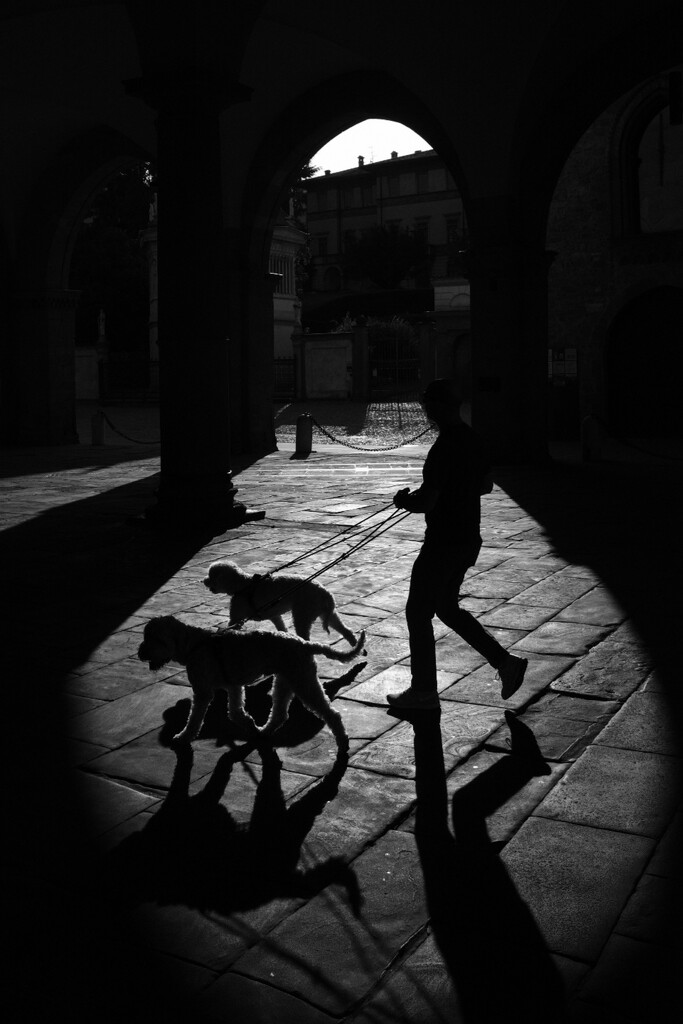 Dogs out by stefanotrezzi