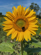 9th Aug 2022 - Sunflower a good mornin'