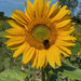 Sunflower a good mornin' by 365projectmaxine