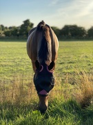 9th Aug 2022 - Horse in field 