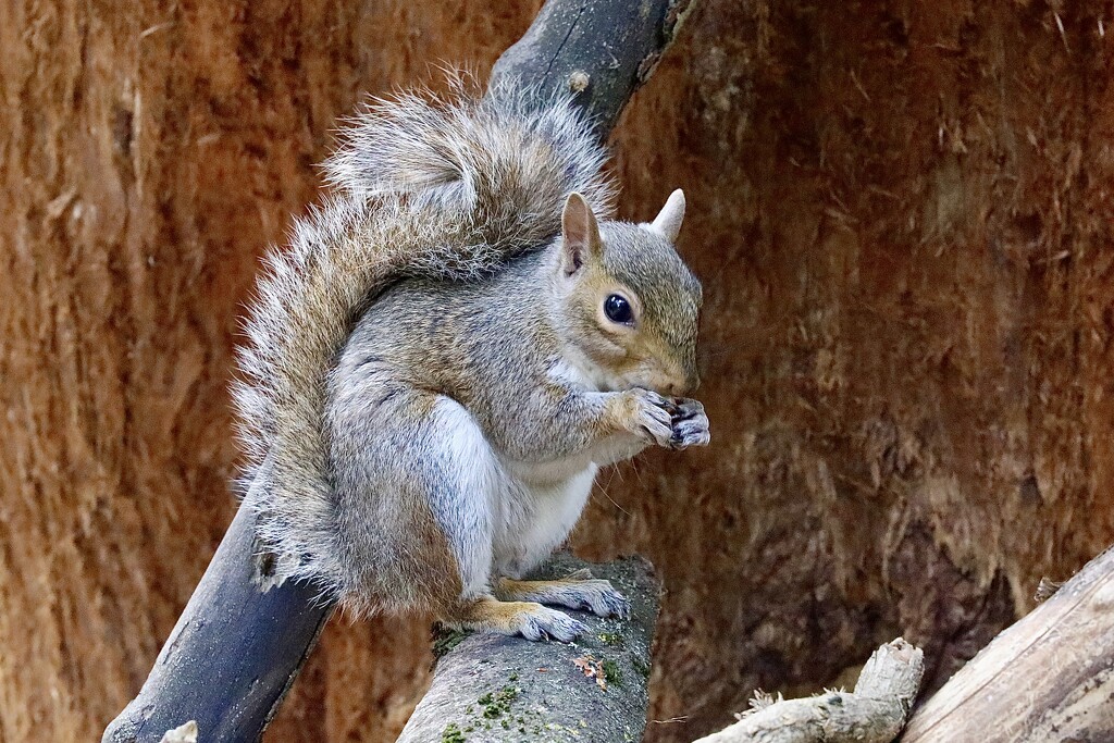 Hartsholme Squirrel  by carole_sandford